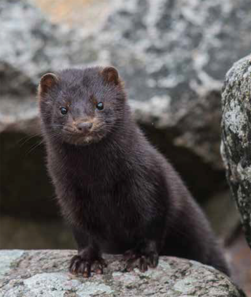 A mink