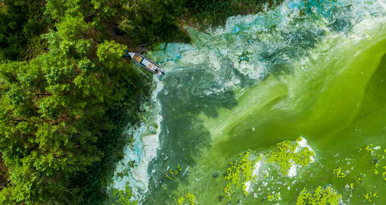 Blooming green water. Green algae polluted river, aerial view