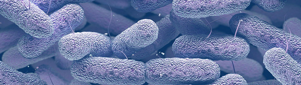 Enterobacteriaceae Bacteria Family