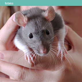 A person holding a rat in their hands.