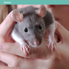 Thumbnail of hantavirus page from Innovations to Stop Infections