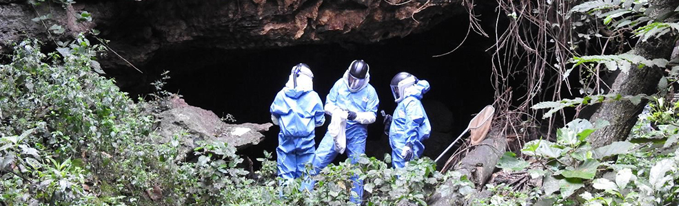 Scientists investigating bats in a cave