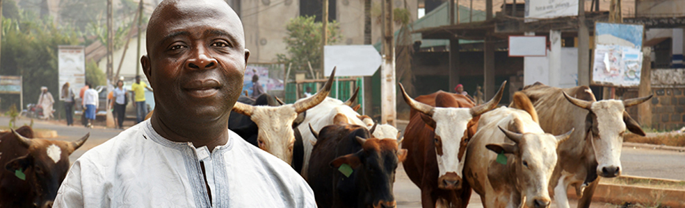 A man standing in front a group of cows