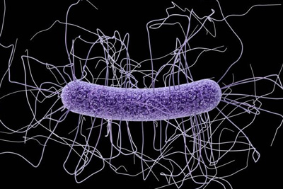 Illustration depicting the ultrastructural morphology exhibited by a single Gram-positive Clostridium difficile bacillus.