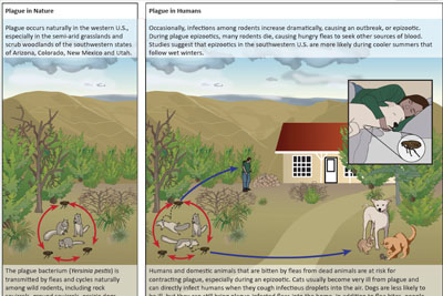 infographic plague ecology in the us