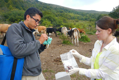 Image shows Neil Vora and Ginny Emerson collect blood samples from cattle in the country of Georgia for orthopox testing.