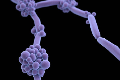 a 3D image of Candida  - long purple rod shapes linked at their ends with clusters of grape-like clusters at the joints of the rod shapes