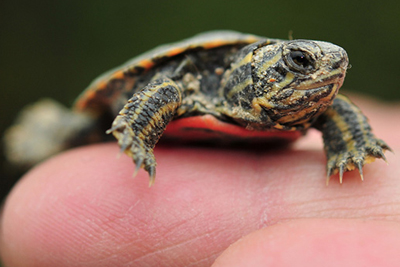 Closeup picture of baby turtle on a finger