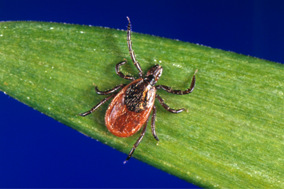 A tick on a leaf