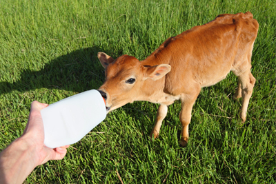 calf drinking from a bottle