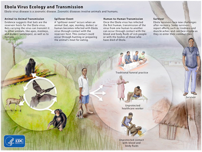 Image showing ebola virus ecology and transmission - more details here https://www.cdc.gov/vhf/ebola/resources/virus-ecology.html