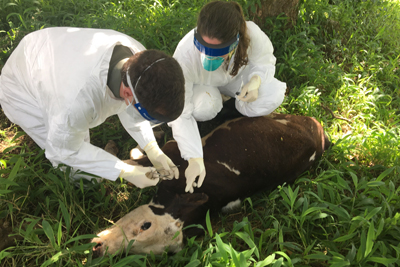 two people inspecting a cow laying on its side in the grass