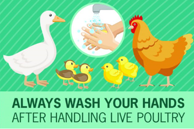 illustration of assorted poultry and hands washing under water with text-always wash your hands after handling live poultry