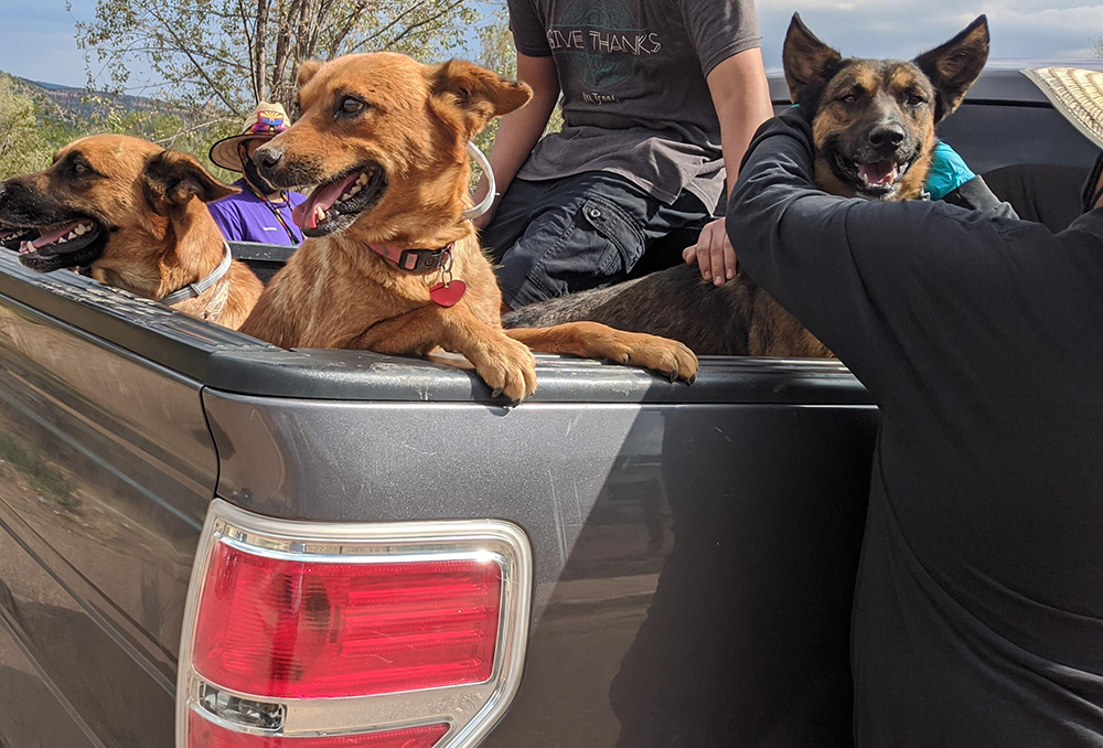 Tribal partners put tick collars on dogs during the drive-up RMSF prevention campaign.