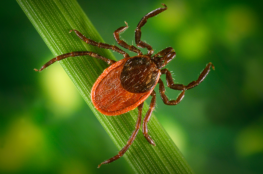 Lxodes Pacificus up close