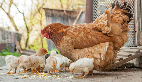 A couple of chickens in a group