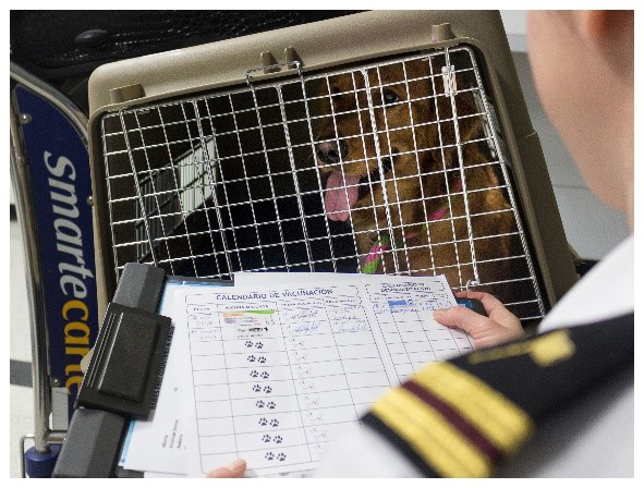 Dog in a carrier