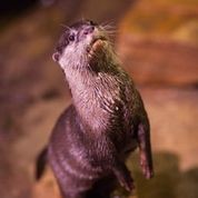 otter