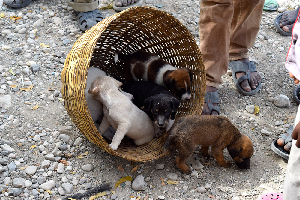 Puppies in a basket