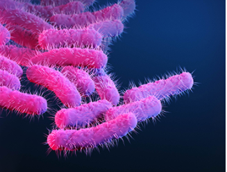 Shigella up close