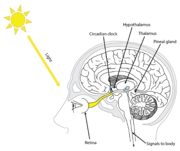 Diagram showing light entering the eyes.