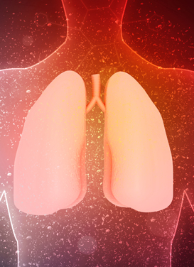 illustration of lungs