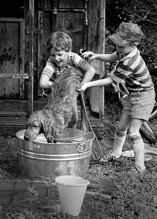 kids washing a dog