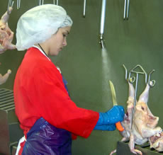 Woman cleaning poultry inside a plant