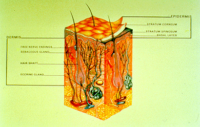 Slide 13 - Skin cross-section, dermis