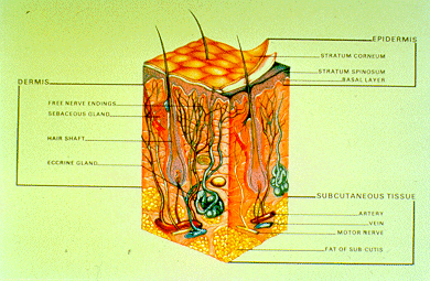 Slide 14 - Skin cross-section, subcutaneous tissue