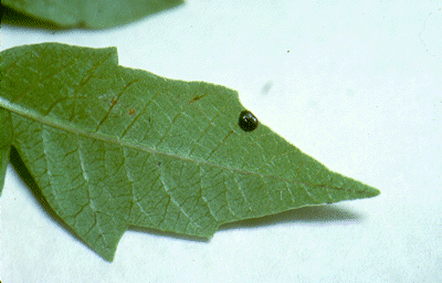 SLIDE 126 - Poison Ivy Leaf