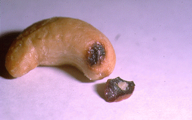 SLIDE 135 - Cashew Nut