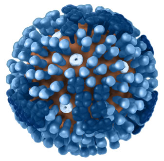 influenza virus