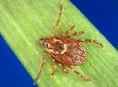 image of tick