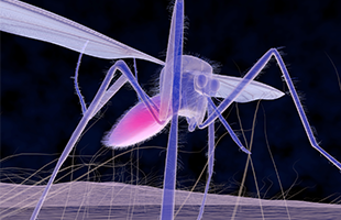 Digital mosquito rendering used for west nile graphic