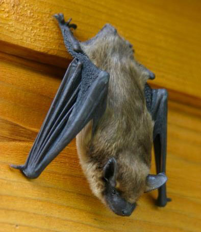 Rabies bat