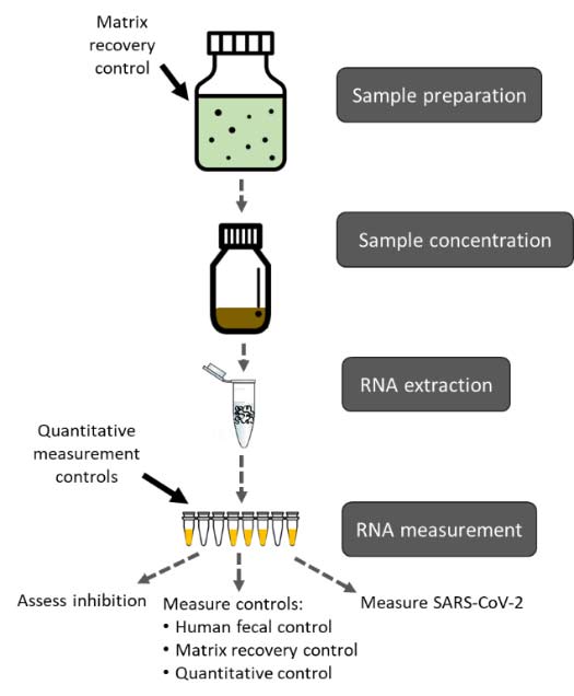 wastewater sample processing and testing for SARS-CoV-2