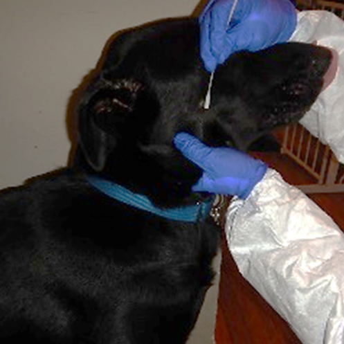 CDC staff collecting samples from pets during the 2022 Multinational Mpox Response.