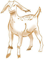 Illustration of a goat