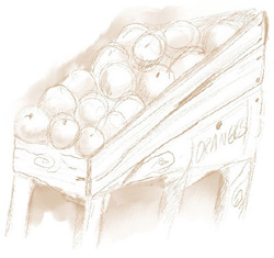 Illustration of a fruit stand with oranges