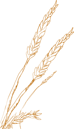 Illustration of wheat stalks