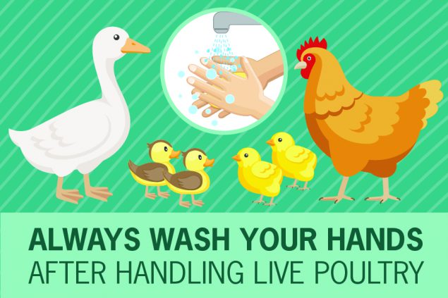 Illustration showing several chickens with text reading Always wash your hands after handling live poultry