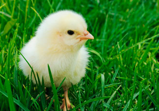 Image of baby chick