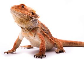 Photo of a bearded dragon