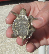 Image of a Small Turtle