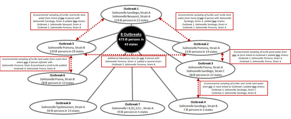 Totals for 8 Outbreaks: 371 ill persons in 43 States. Specifics for Outbreak 1, Salmonella Sandiego, Strain A, Salmonella Newport, Strain A, 124 ill persons in 22 states. Specifics for Outbreak 2, Salmonella Pomona, Strain A, 23 ill persons in 14 states. Specifics for Outbreak 3, Salmonella Poona, Strain A, Salmonella Sandiego, Strain A, 58 ill persons in 22 states. Specifics for Outbreak 4, Salmonella Sandiego, Strain B, 7 ill persons in 3 states. Specifics for Outbreak 5, Salmonella Pomona, Strain B, 120 ill persons in 29 states. Specifics for Outbreak 6, Salmonella Poona, Strain B, 78 ill persons in 13 states. Specifics for Outbreak 7, Salmonella I 4,[5],12:i:-, Strain A, 19 ill persons in 5 states. Specifics for Outbreak 8, Salmonella Typhimurium, Strain A, 44 ill persons in 13 states. Environmental sampling of turtles and turtle tank water from home of one ill person with Salmonella Sandiego, Strain A yielded two strains: Outbreak 1, Salmonella Newport, Strain A Outbreak 5, Salmonella Pomona, Strain B. Environmental sampling of turtles and  turtle tank water from home of one ill person with Salmonella Sandiego, Strain A  yielded two strains: Outbreak 1, Salmonella Sandiego, Strain A Outbreak 2, Salmonella Pomona, Strain A. Environmental sampling of turtle tank water from a pet store where one ill person infected with Salmonella Pomona, Strain B purchased a small turtle yielded: Outbreak 6, Salmonella Poona, Strain B. Environmental sampling of turtles and  turtle tank water from one FL store linked to Outbreak 3 yielded two strains: Salmonella Sandiego, Strain B Salmonella Sandiego, Strain C