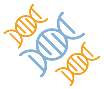 Genotype Clusters An outline of three DNA strands, two in orange and one in blue