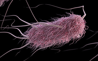 E. coli Ilustración