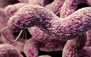 Campylobacter illustration