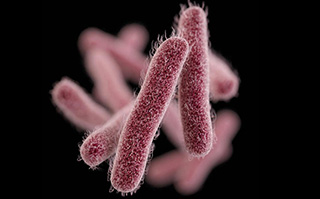 Shigella illustration